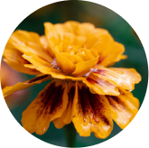 Lutein and Zeaxanthin from Marigold